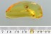 Spread Wings PLANTHOPPER Fulgoroidea & More BALTIC AMBER 6g 2983