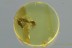 100% MATING Insects COPULA Midges Fossil Genuine BALTIC AMBER 2988