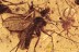 Great MENAGERIE Large Gnat + Wasp & Spiders + More BALTIC AMBER 2986