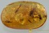 Great MENAGERIE Large Gnat + Wasp & Spiders + More BALTIC AMBER 2986