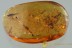 Great MENAGERIE Large Gnat + Wasp & Spiders + More BALTIC AMBER 2986