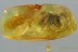 Large SPREAD WINGS Snipe Fly Rhagionidae Genuine BALTIC AMBER 2999