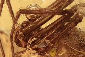 Nice SPIDER & Bubble Fossil Inclusion Genuine BALTIC AMBER 1.8g 2992