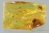 Nice SPIDER & Bubble Fossil Inclusion Genuine BALTIC AMBER 1.8g 2992