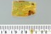 Nice SPIDER & Bubble Fossil Inclusion Genuine BALTIC AMBER 1.8g 2992