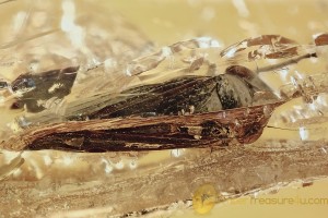 Adult LEAFHOPPER Cicadellidae Inclusion Genuine BALTIC AMBER 3.4g 2993