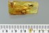 Adult LEAFHOPPER Cicadellidae Inclusion Genuine BALTIC AMBER 3.4g 2993