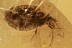 LACE BUG Hemiptera TINGIDAE Inclusion Genuine BALTIC AMBER 3000