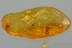 RARE Ant DOLICHODERUS Fossil Inclusion Genuine BALTIC AMBER 2996