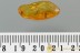 RARE Ant DOLICHODERUS Fossil Inclusion Genuine BALTIC AMBER 2996