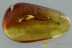 100% MATING Insects COPULA Large Gnats Genuine BALTIC AMBER 2997