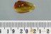 100% MATING Insects COPULA Large Gnats Genuine BALTIC AMBER 2997