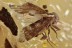 SWARM of 3 Superb Booklices PSOCOPTERA Genuine BALTIC AMBER 2998