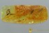 SWARM of 3 Superb Booklices PSOCOPTERA Genuine BALTIC AMBER 2998