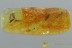 SWARM of 3 Superb Booklices PSOCOPTERA Genuine BALTIC AMBER 2998