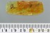 SWARM of 3 Superb Booklices PSOCOPTERA Genuine BALTIC AMBER 2998