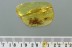 Great SPIDER Araneae Inclusion Genuine BALTIC AMBER 5g 3007