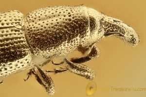 COSSONINAE Curculionidae Weevil Snout Bark Beetle BALTIC AMBER 3008