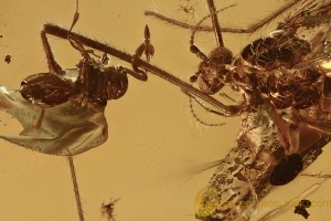PHORETIC Mite Suck To FLY & Parasitic Wasp on Leg BALTIC AMBER 3005