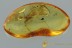 PHORETIC Mite Suck To FLY & Parasitic Wasp on Leg BALTIC AMBER 3005