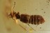 Euplectus Faronus ANT-LOVING BEETLE Pselaphinae + BALTIC AMBER 3002