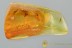 Euplectus Faronus ANT-LOVING BEETLE Pselaphinae + BALTIC AMBER 3002