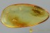 PALM FLOWER BEETLE Mycteridae Glesoconomorphus BALTIC AMBER 3009