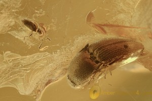 3 DIFFERENT BEETLES Elaterid Scydmaenid Staphylinid BALTIC AMBER 3001