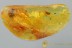 3 DIFFERENT BEETLES Elaterid Scydmaenid Staphylinid BALTIC AMBER 3001