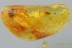 3 DIFFERENT BEETLES Elaterid Scydmaenid Staphylinid BALTIC AMBER 3001