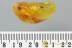 3 DIFFERENT BEETLES Elaterid Scydmaenid Staphylinid BALTIC AMBER 3001