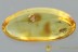 Great PHLOESINUS Bark Beetle SCOLYTINAE Fossil BALTIC AMBER 3006