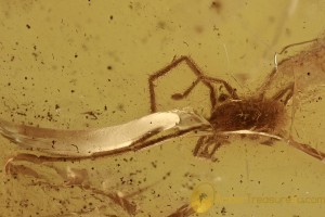 Large VELVET MITE Trombidiidae Inclusion Genuine BALTIC AMBER 3003