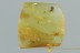 Large VELVET MITE Trombidiidae Inclusion Genuine BALTIC AMBER 3003