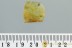 Large VELVET MITE Trombidiidae Inclusion Genuine BALTIC AMBER 3003