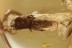 DRY BARK BEETLE Bothrideridae Teredinae Inclusion Genuine BALTIC AMBER 3014