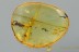 DRY BARK BEETLE Bothrideridae Teredinae Inclusion Genuine BALTIC AMBER 3014