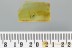 DRYOPHILINAE Death-Watch Beetle Ptinidae Genuine BALTIC AMBER 3011