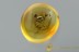 HANDSOME FUNGUS BEETLE Endomychidae Fossil Genuine BALTIC AMBER 3010