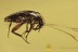 LEIODIDAE Cholevinae ROUND FUNGUS BEETLE & Staphylinidae BALTIC AMBER 3018