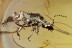LEIODIDAE Cholevinae ROUND FUNGUS BEETLE & Staphylinidae BALTIC AMBER 3018