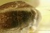 SKIN BEETLE Dermestidae Anthrenus Fossil Genuine BALTIC AMBER 3024