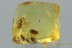 FIGHTING ANTS Formicidae & BEETLE LARVAE Fossil BALTIC AMBER 1.5g 3027