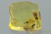 FIGHTING ANTS Formicidae & BEETLE LARVAE Fossil BALTIC AMBER 1.5g 3027
