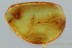 Scirtidae Marsh Beetle LARVAE Fossil Genuine BALTIC AMBER 3021