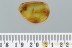 Scirtidae Marsh Beetle LARVAE Fossil Genuine BALTIC AMBER 3021