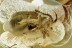 SUCINOPTINUS Death-Watch Beetle PTINIDAE Fossil BALTIC AMBER 3022