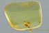 SUCINOPTINUS Death-Watch Beetle PTINIDAE Fossil BALTIC AMBER 3022