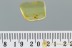 SUCINOPTINUS Death-Watch Beetle PTINIDAE Fossil BALTIC AMBER 3022