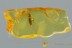 SCRAPTIA Scraptiidae FALSE FLOWER BEETLE Genuine BALTIC AMBER 3023